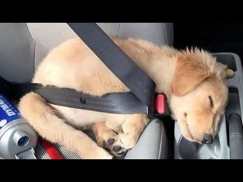 Funniest & Cutest Golden Retriever Puppies #19 - Funny Puppy Videos 2019