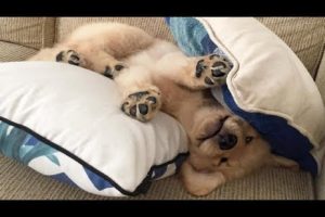 Funniest & Cutest Golden Retriever Puppies #20 - Funny Puppy Videos 2019
