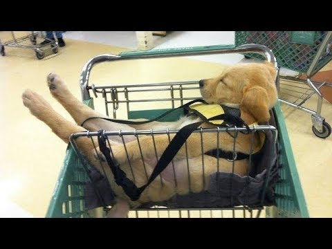 Funniest & Cutest Golden Retriever Puppies Compilation #11 - Funny Puppy Videos 2019