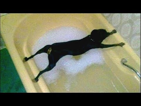 Funniest & Cutest Golden Retriever Puppies Compilation #8 Funny Puppy Videos 2019