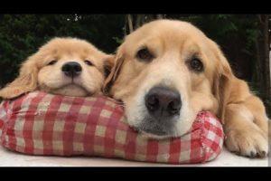 Funniest & Cutest Golden Retriever Puppies Compilation #9 - Funny Puppy Videos 2019