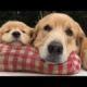 Funniest & Cutest Golden Retriever Puppies Compilation #9 - Funny Puppy Videos 2019