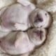 Funniest and Cutest French Bulldog Videos Compilation | Cute Puppies TV