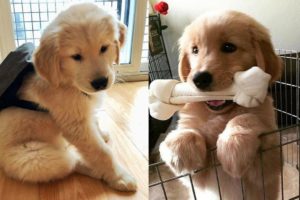 Funny And Cute Golden Retriever Puppies Compilation #2 - The Most Funny Dogs