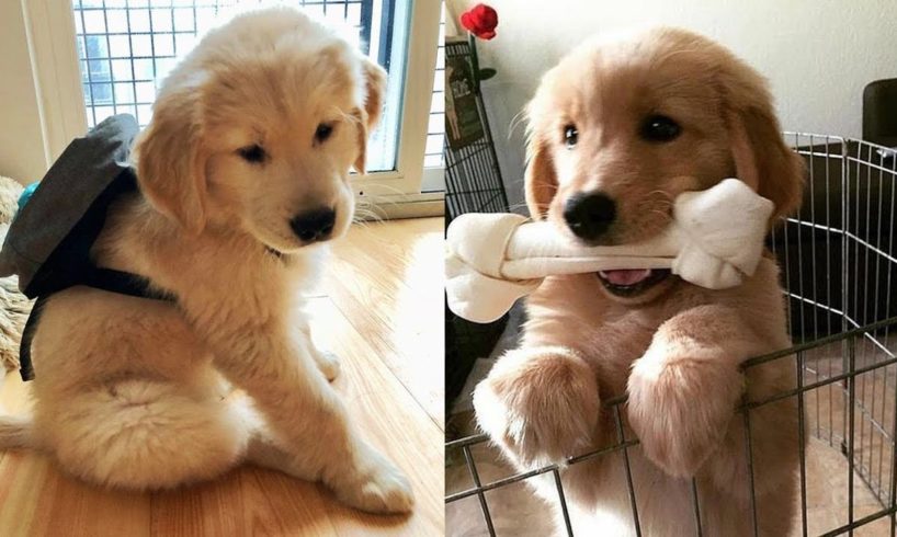 Funny And Cute Golden Retriever Puppies Compilation #2 - The Most Funny Dogs