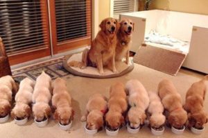 Funny And Cute Golden Retriever Puppies Compilation #48 - Cutest Golden Retriever Puppies