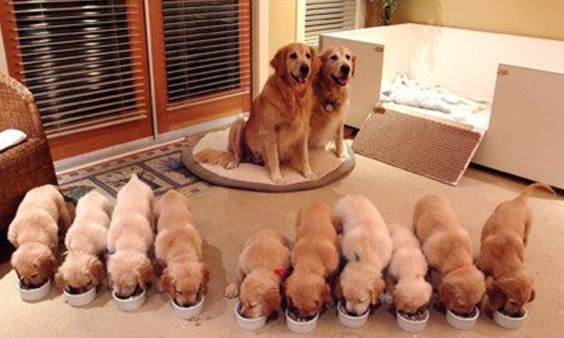 Funny And Cute Golden Retriever Puppies Compilation #48 - Cutest Golden Retriever Puppies