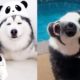 Funny And Cute Husky Puppies Compilation - Husky Dog Puppy Funny Videos | Cutest Pets Ever