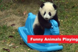 Funny Animals Playing - Try Not To Laugh - Animals HD