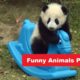 Funny Animals Playing - Try Not To Laugh - Animals HD