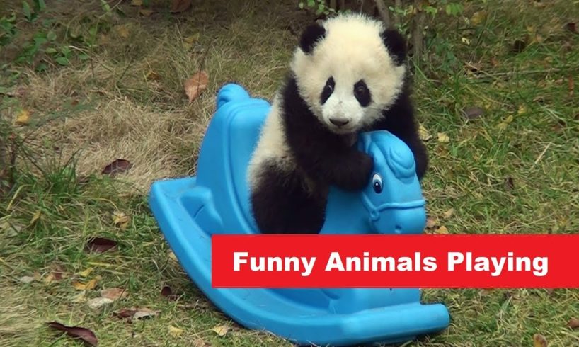 Funny Animals Playing - Try Not To Laugh - Animals HD