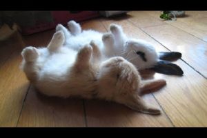 Funny Baby Bunny Rabbit Videos #2 - Cute Rabbits Compilation 2018