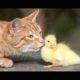 Funny Cats Meeting Cute Baby Animals Compilation [CUTE]