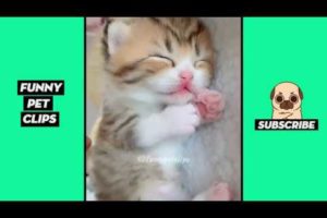 Funny Cute Animals: Tik Tok Pets #65