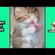 Funny Cute Animals: Tik Tok Pets #65