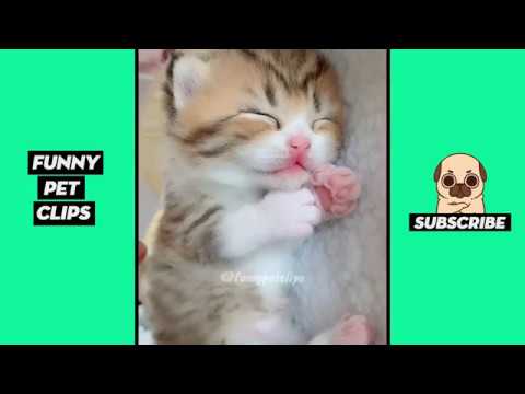 Funny Cute Animals: Tik Tok Pets #65