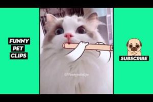 Funny Cute Animals: Tik Tok Pets #66