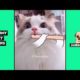 Funny Cute Animals: Tik Tok Pets #66