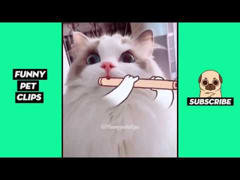 Funny Cute Animals: Tik Tok Pets #66