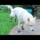 Funny Dogs Compilation