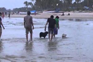 Funny Dogs Playing Fetch In Sea At Goa Beach - Pets and Animals Video