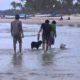 Funny Dogs Playing Fetch In Sea At Goa Beach - Pets and Animals Video