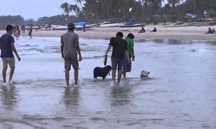 Funny Dogs Playing Fetch In Sea At Goa Beach - Pets and Animals Video