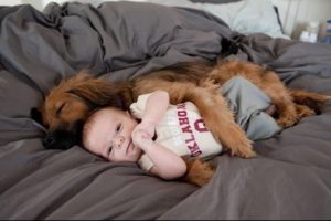 Funny Dogs Protecting Babies Compilation (2016)