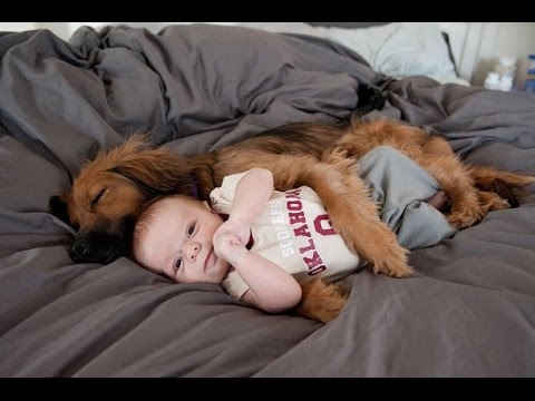Funny Dogs Protecting Babies Compilation (2016)