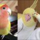 Funny Parrots Videos Compilation cute moment of the animals   Cutest Parrots #4