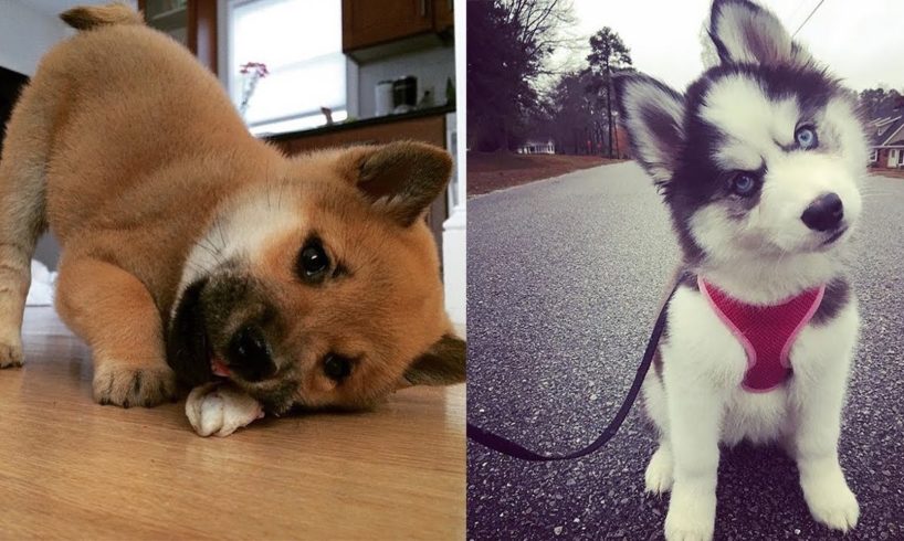 Funny Puppies And Cute Puppy Videos  - Cute Puppies Playing With Big Dogs  | Puppies TV