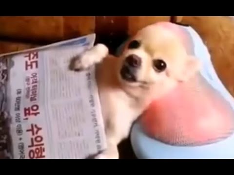 Funny Videos Of Funny Animals NEW 2015