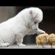 Funny Videos Of Puppies Playing - Cute Puppies Barking And Talking | Puppies TV