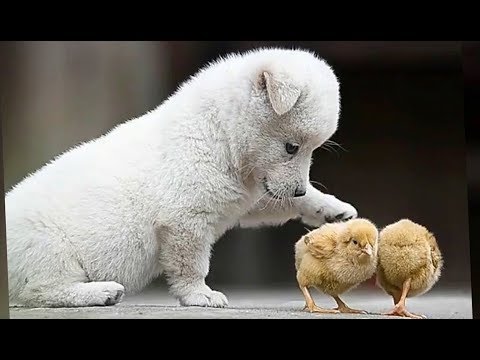 Funny Videos Of Puppies Playing - Cute Puppies Barking And Talking | Puppies TV