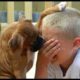Funny and Cute Cat and Dogs Videos - Cats and Dog and Owners are the best friends