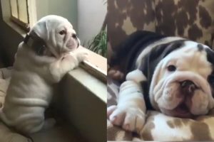 Funny and Cute English Bulldog Puppies Compilation 2019 #1