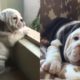 Funny and Cute English Bulldog Puppies Compilation 2019 #1