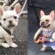 Funny and Cute French Bulldog Puppies Compilation #1 - Most Funny Dogs