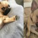 Funny and Cute French Bulldog Puppies Compilation #2 - Cutest French Bulldog