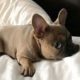 Funny and Cute French Bulldog Puppies Compilation #33 - Cutest French Bulldog
