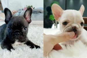 Funny and Cute French Bulldog Puppies Compilation #37 - Cutest French Bulldog Mini