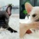 Funny and Cute French Bulldog Puppies Compilation #37 - Cutest French Bulldog Mini