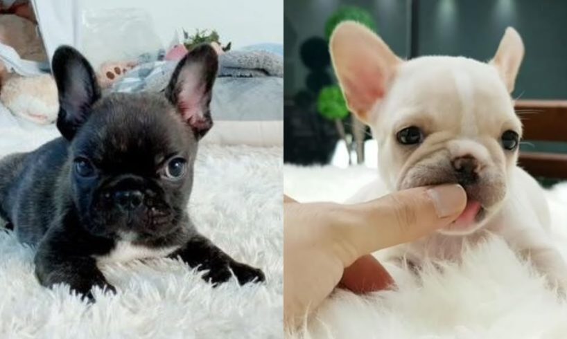 Funny and Cute French Bulldog Puppies Compilation #37 - Cutest French Bulldog Mini