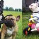 Funny and Cute French Bulldog Puppies Compilation #4 - Cutest French Bulldog