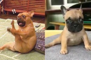 Funny and Cute French Bulldog Puppies Compilation #40 | Dogs Awesome