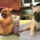 Funny and Cute French Bulldog Puppies Compilation #40 | Dogs Awesome