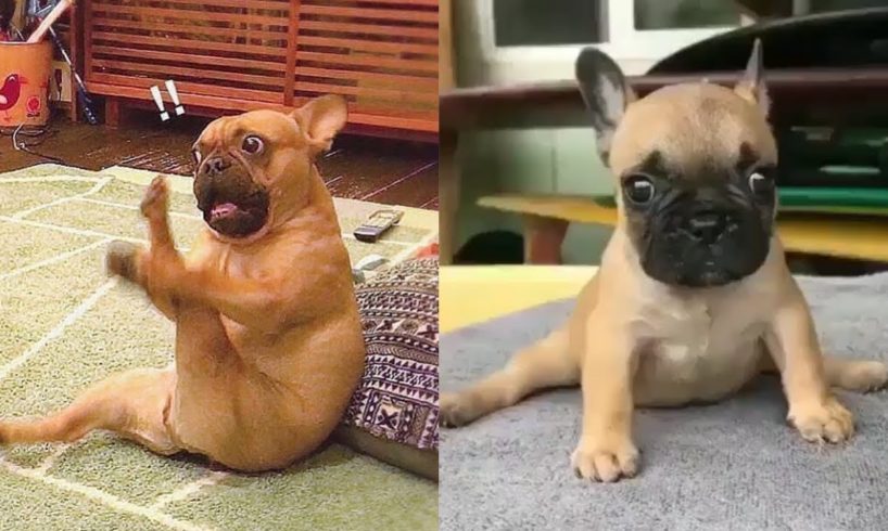 Funny and Cute French Bulldog Puppies Compilation #40 | Dogs Awesome