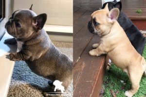 Funny and Cute French Bulldog Puppies Compilation #45 | Dogs Are Awesome
