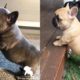 Funny and Cute French Bulldog Puppies Compilation #45 | Dogs Are Awesome