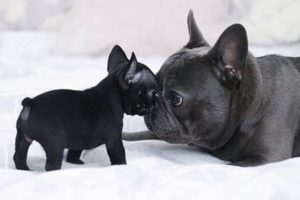 Funny and Cute French Bulldog Puppies Compilation #5 - Cutest French Bulldog